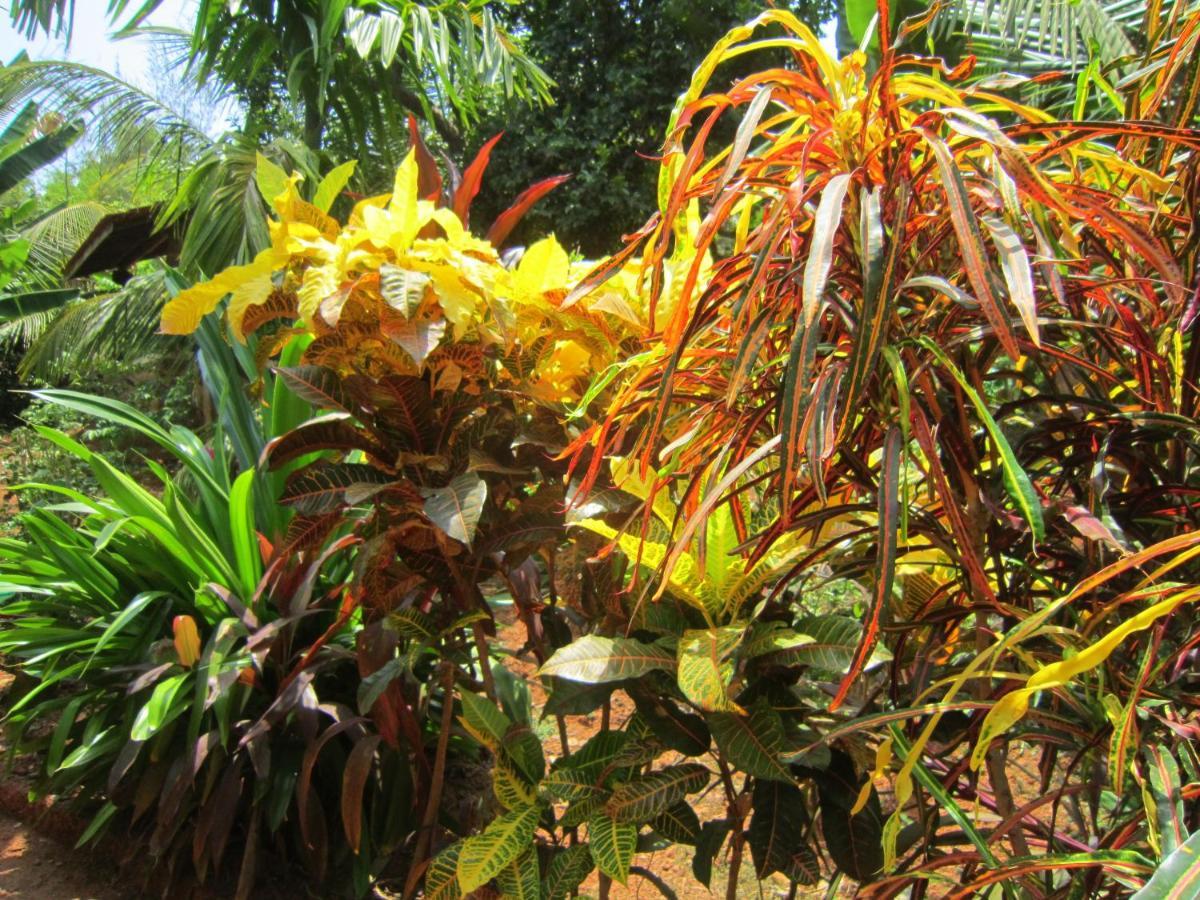 Namaste Yoga Farm Villa Gokarna  Eksteriør bilde