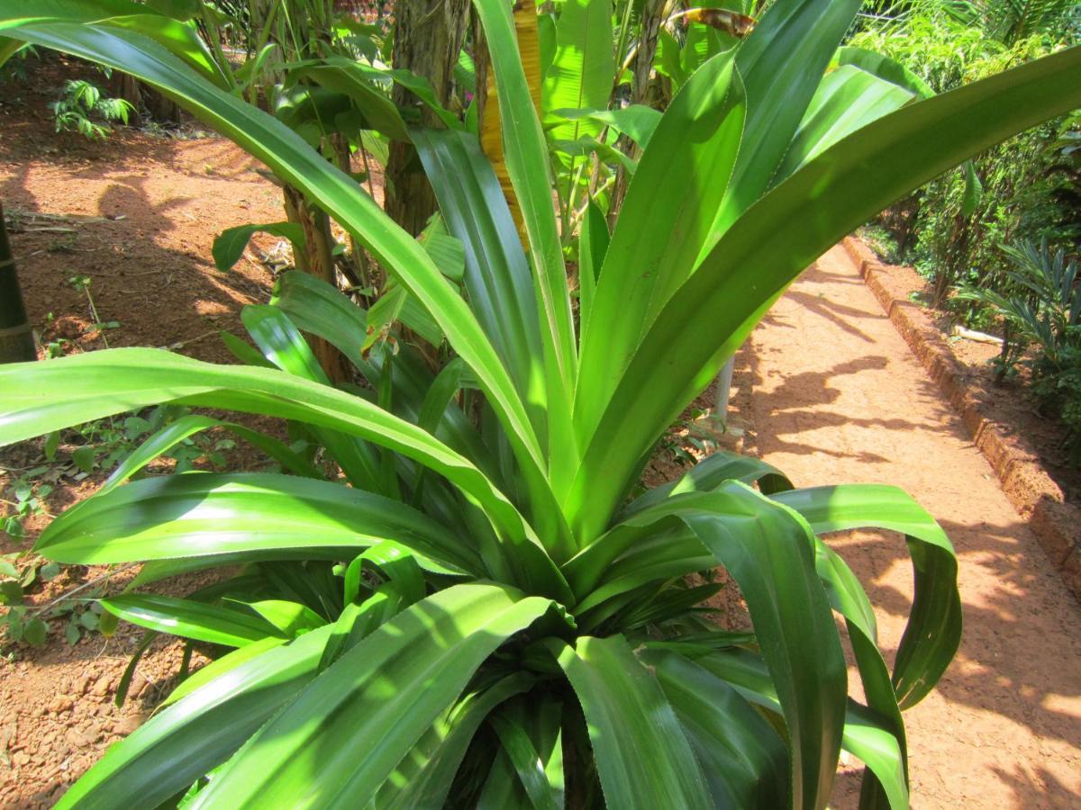 Namaste Yoga Farm Villa Gokarna  Eksteriør bilde