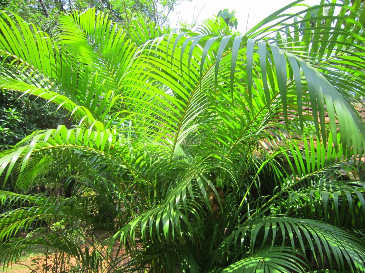 Namaste Yoga Farm Villa Gokarna  Eksteriør bilde